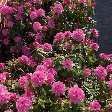 Olhoernstieg 6_ Whg_ 2 Apartament *