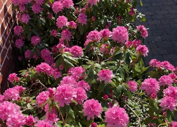 Olhoernstieg 6_ Whg_ 2 Διαμέρισμα *